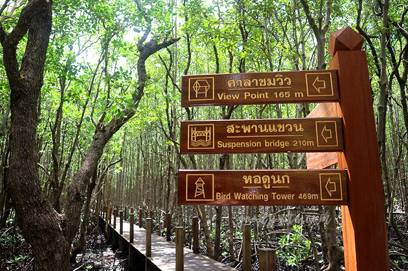 จันทบุรีอีกครั้ง 1 ป่าชายเลนคุ้งกระเบน