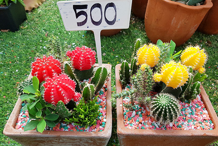 นครนายก 1 สวนป้าอินทร์ คลอง 15 องครักษ์