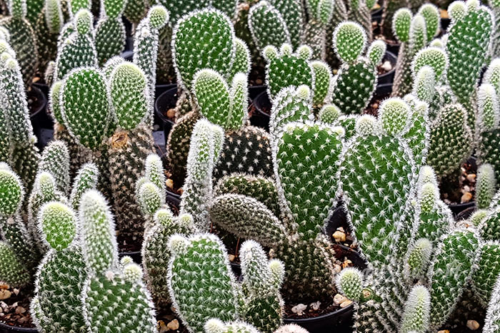 นครนายก 1 สวนป้าอินทร์ คลอง 15 องครักษ์