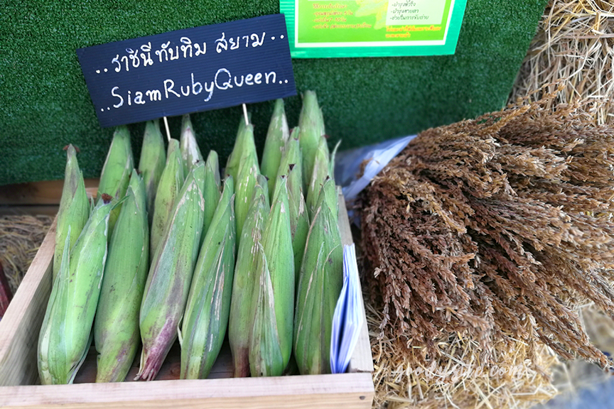 เพชรบูรณ์อีกครั้ง 2 ไก่ย่างวิเชียร นิวบัวตอง