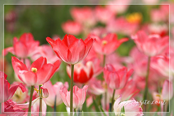 บุรีรัมย์ 5 เพลาเพลิน อุทยานไม้ดอก