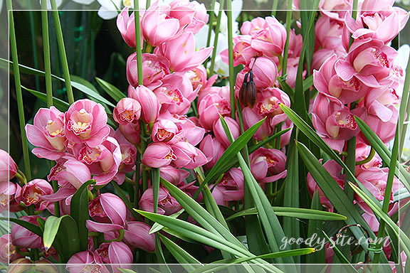 บุรีรัมย์ 5 เพลาเพลิน อุทยานไม้ดอก