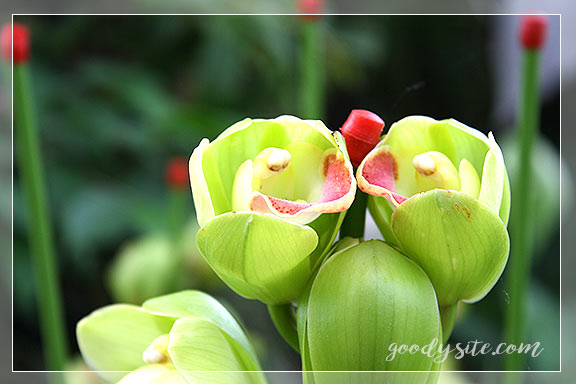 บุรีรัมย์ 5 เพลาเพลิน อุทยานไม้ดอก