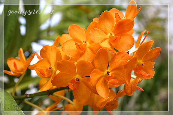 บุรีรัมย์ 5 เพลาเพลิน อุทยานไม้ดอก