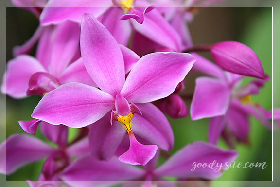 บุรีรัมย์ 5 เพลาเพลิน อุทยานไม้ดอก