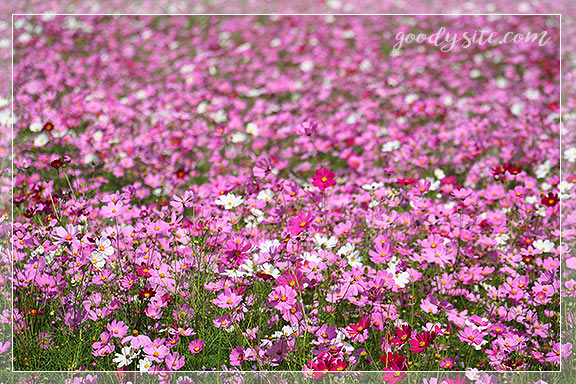 บุรีรัมย์ 4 เพลาเพลิน