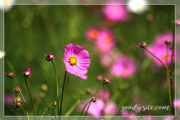 บุรีรัมย์ 4 เพลาเพลิน