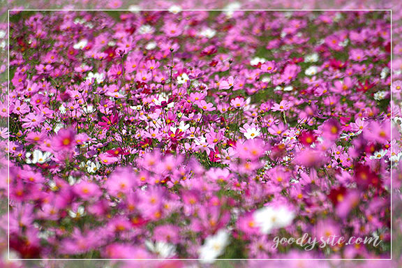 บุรีรัมย์ 4 เพลาเพลิน
