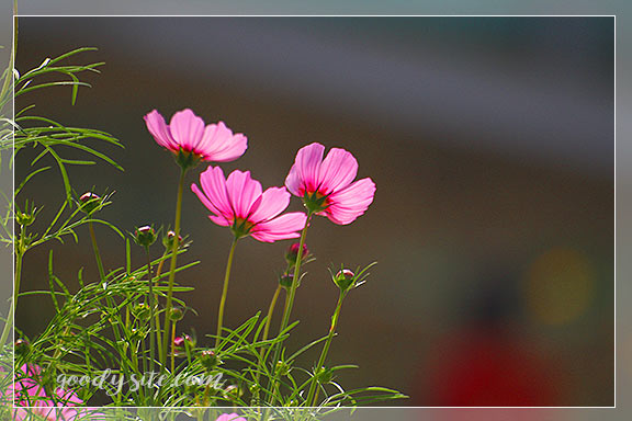 บุรีรัมย์ 4 เพลาเพลิน