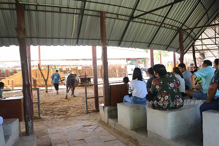 สุพรรณบุรี 2 บ้านอนุรักษ์ควายไทย