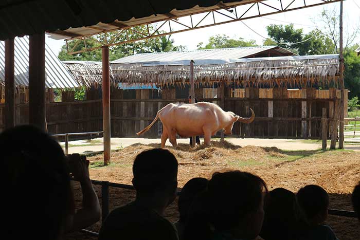 สุพรรณบุรี 2 บ้านอนุรักษ์ควายไทย