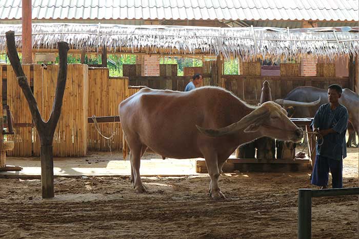 สุพรรณบุรี 2 บ้านอนุรักษ์ควายไทย