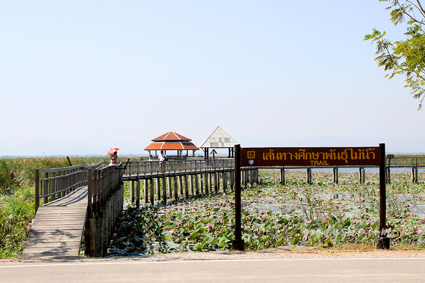 ศูนย์ศึกษาธรรมชาติ (บึงบัว) อุทยานแห่งชาติเขาสามร้อยยอด