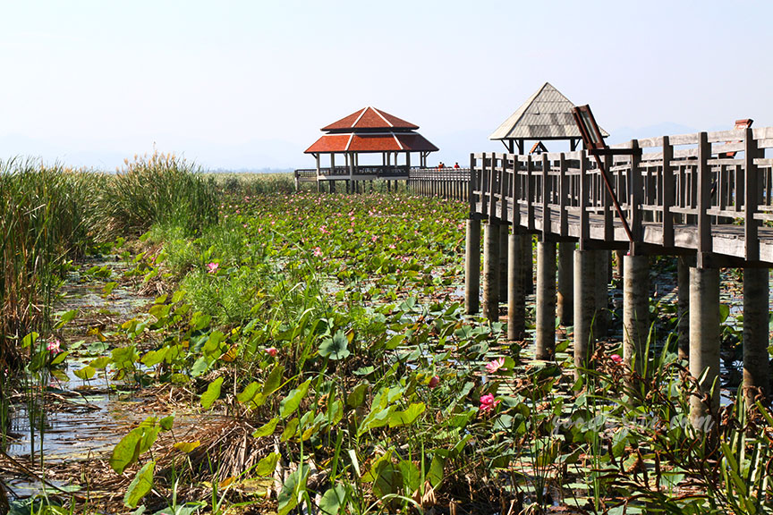 ศูนย์ศึกษาธรรมชาติ (บึงบัว) อุทยานแห่งชาติเขาสามร้อยยอด