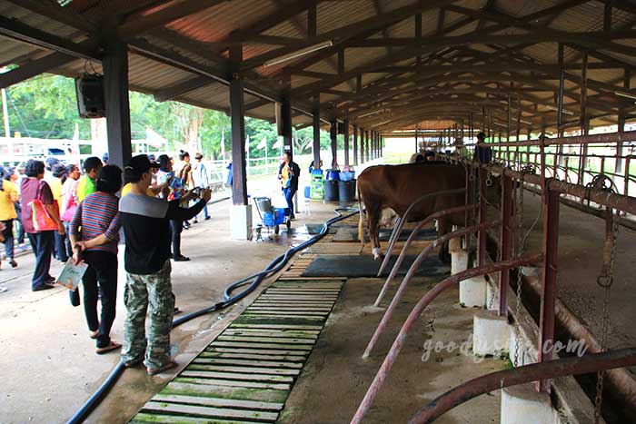 ฟาร์มโคนม สระบุรี 2 ฟาร์มโคนม