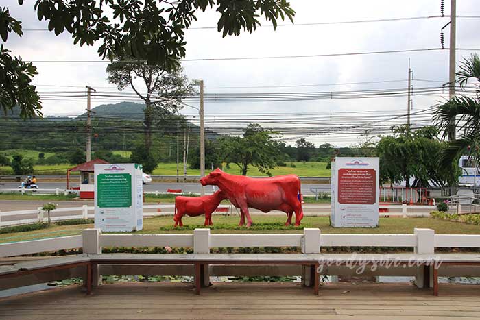 ฟาร์มโคนม สระบุรี 2 ฟาร์มโคนม