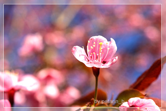 ภูลมโล 4 - ภูลมโล