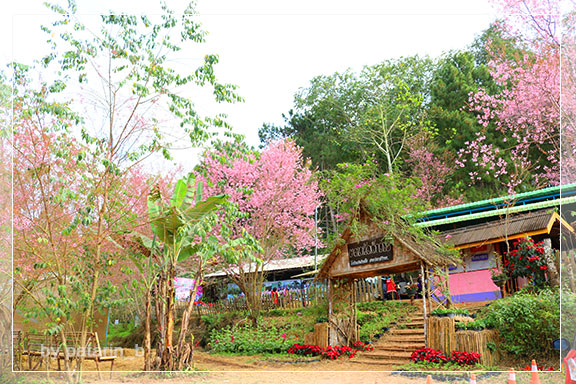ภูลมโล 2 - ภูลมโล-ที่พัก-ร่องกล้ากรีนวิว