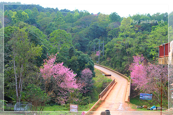 ภูลมโล 2 - ภูลมโล-ที่พัก-ร่องกล้ากรีนวิว