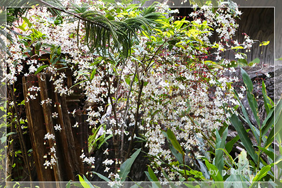 ภูลมโล 11 - วัดถ้ำเขาวง