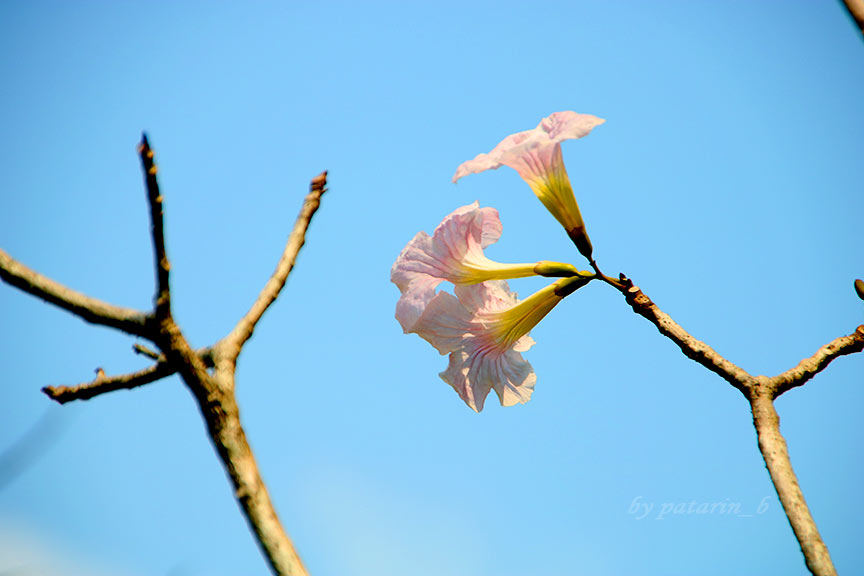 รังสิต 1 สวรรค์บนดิน