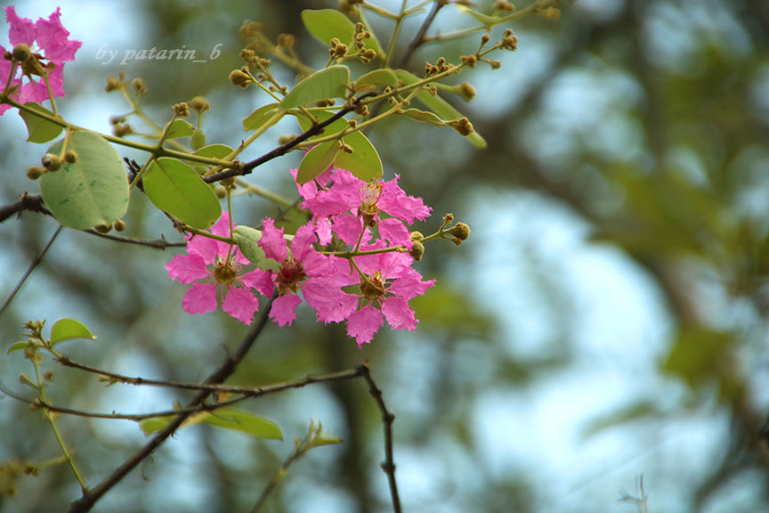 รังสิต 1 สวรรค์บนดิน