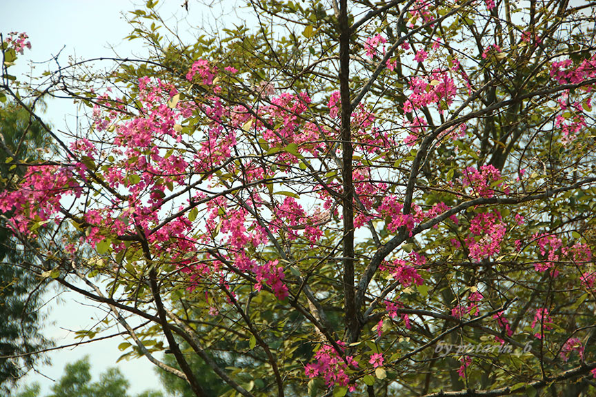 รังสิต 1 สวรรค์บนดิน