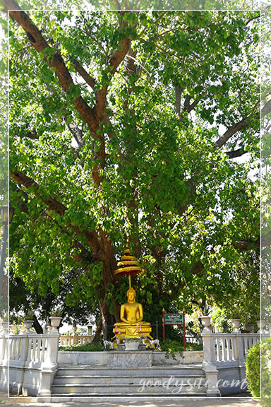 อยุธยา 1 วัดนิเวศธรรมประวัติราชวรวิหาร