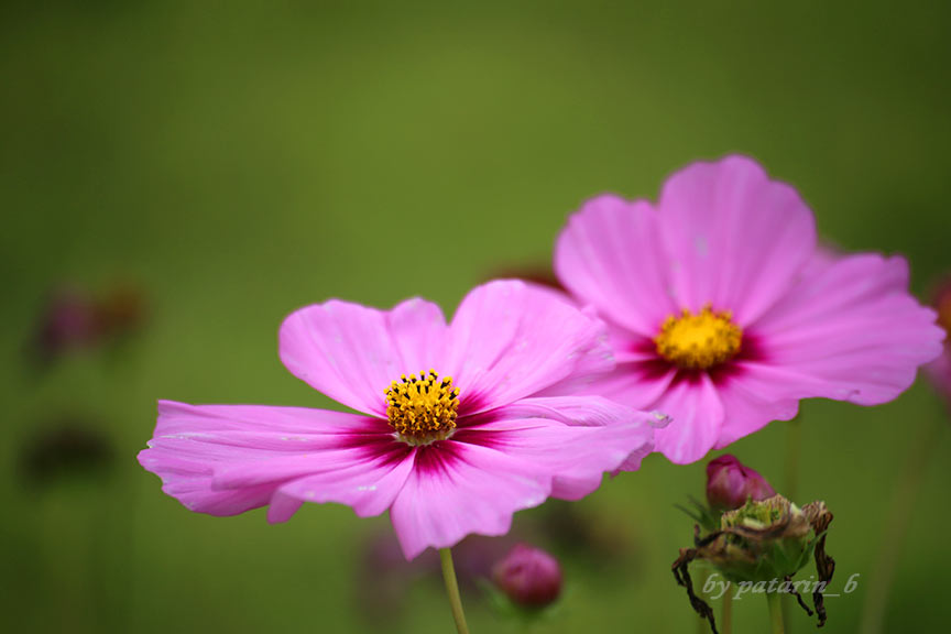 ดอกไม้หนึ่งดอก แทนหนึ่งความคิดถึง