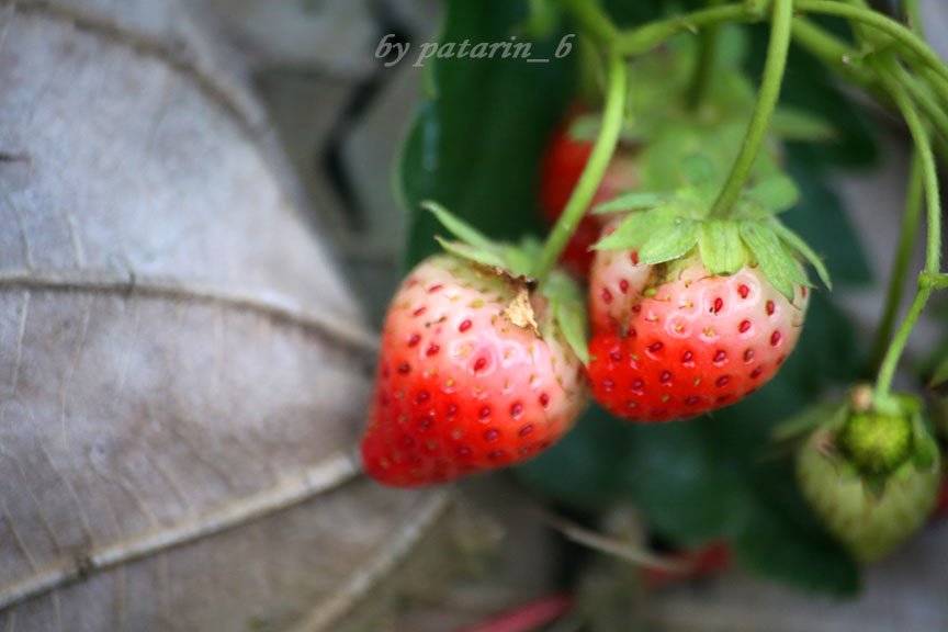 Strawberry Fields Forever