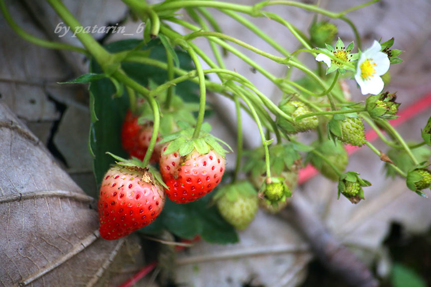 Strawberry Fields Forever