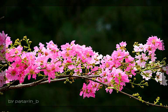 "เสลา" ชมพูแสนหวาน