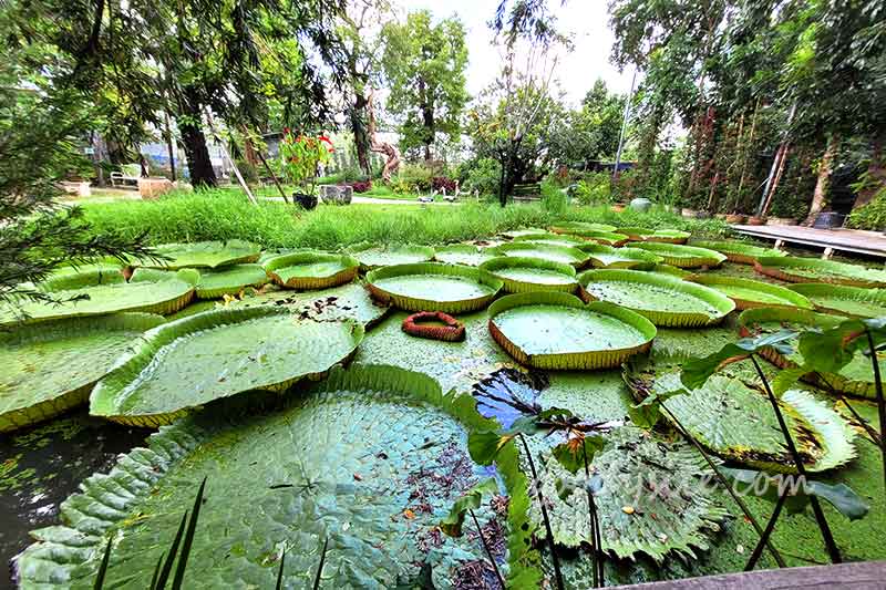 Botanist คาเฟ่ป่าในเมืองกรุง