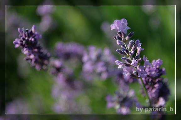 Lavender - แค่กอ สองกอ...