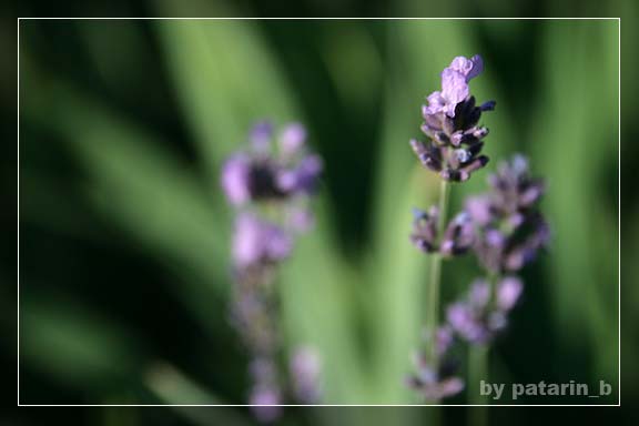 Lavender - แค่กอ สองกอ...