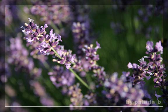 Lavender - แค่กอ สองกอ...