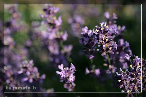 Lavender - แค่กอ สองกอ...