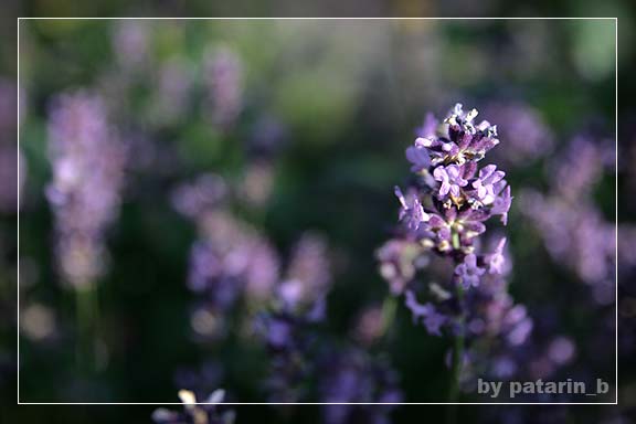 Lavender - แค่กอ สองกอ...