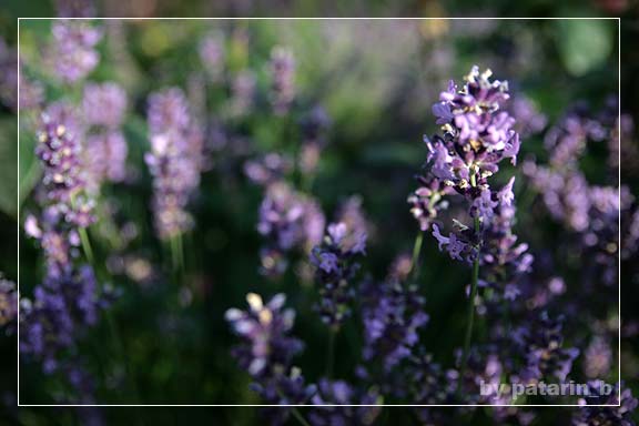 Lavender - แค่กอ สองกอ...
