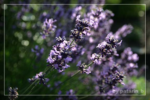 Lavender - แค่กอ สองกอ...