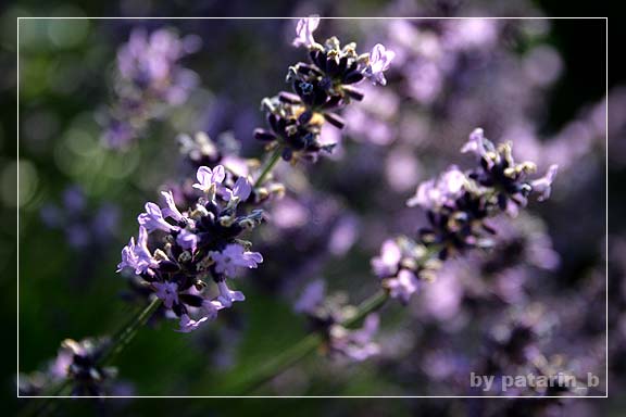 Lavender - แค่กอ สองกอ...