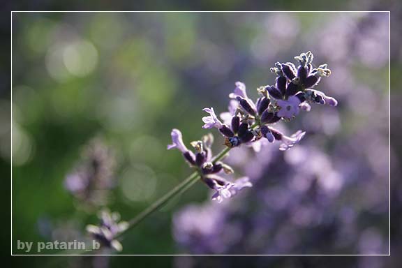Lavender - แค่กอ สองกอ...