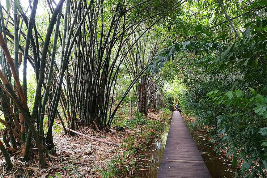 นครปฐม 1 ร้านลิตเติ้ลทรีการ์เด้น Little Tree Garden