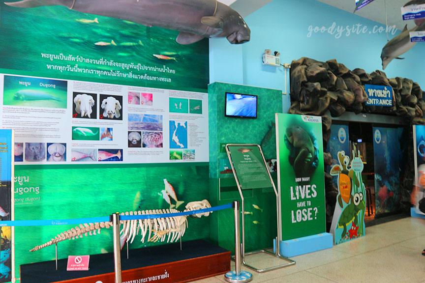 ภูเก็ต 6 สถานแสดงพันธุ์สัตว์น้ำภูเก็ต Phuket Aquarium