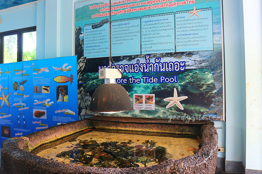 ภูเก็ต 6 สถานแสดงพันธุ์สัตว์น้ำภูเก็ต Phuket Aquarium