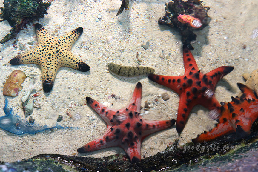 ภูเก็ต 6 สถานแสดงพันธุ์สัตว์น้ำภูเก็ต Phuket Aquarium