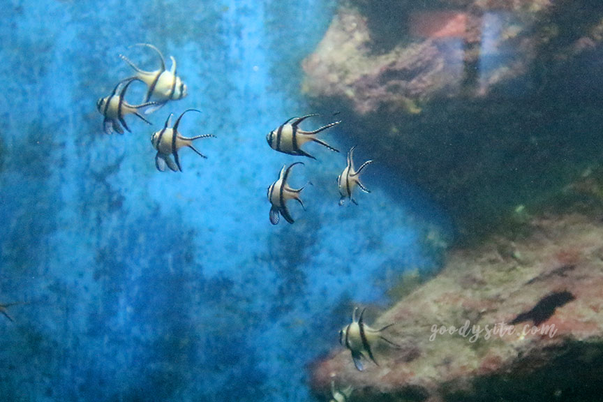 ภูเก็ต 6 สถานแสดงพันธุ์สัตว์น้ำภูเก็ต Phuket Aquarium