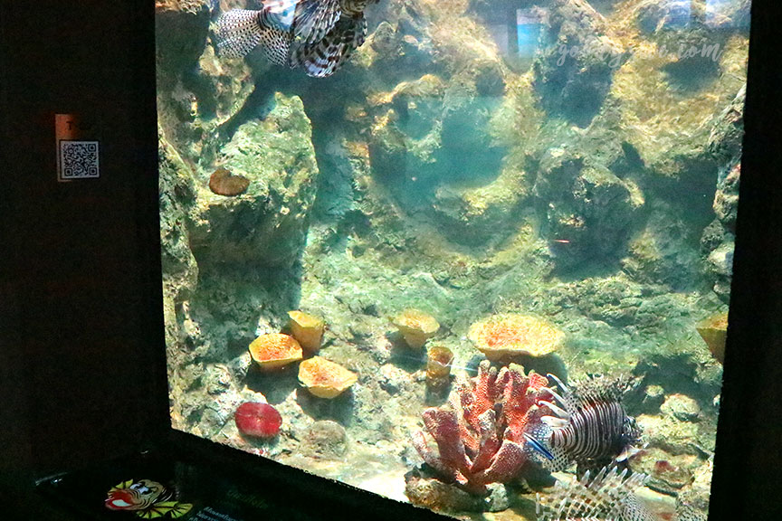 ภูเก็ต 6 สถานแสดงพันธุ์สัตว์น้ำภูเก็ต Phuket Aquarium
