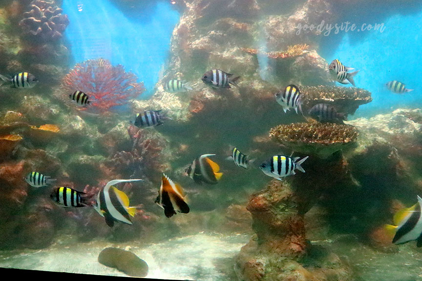 ภูเก็ต 6 สถานแสดงพันธุ์สัตว์น้ำภูเก็ต Phuket Aquarium