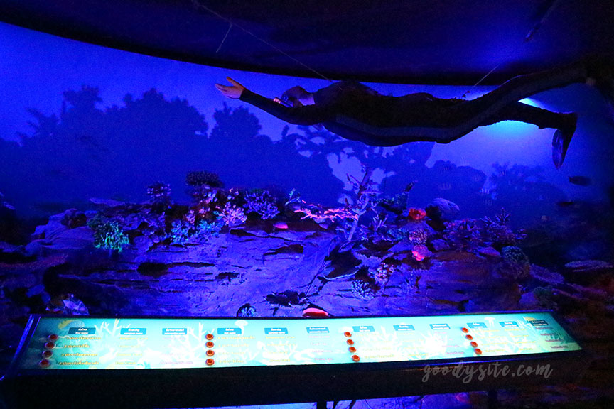 ภูเก็ต 6 สถานแสดงพันธุ์สัตว์น้ำภูเก็ต Phuket Aquarium